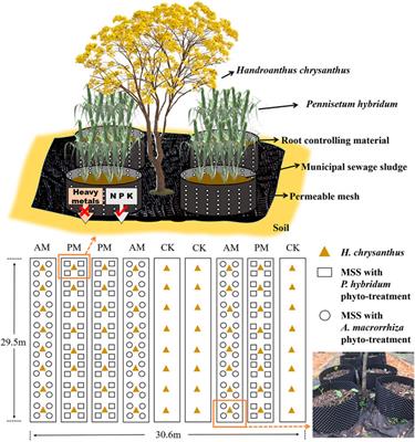 Comprehensive recycling of fresh municipal sewage sludge to fertilize garden plants and achieve low carbon emission: A pilot study